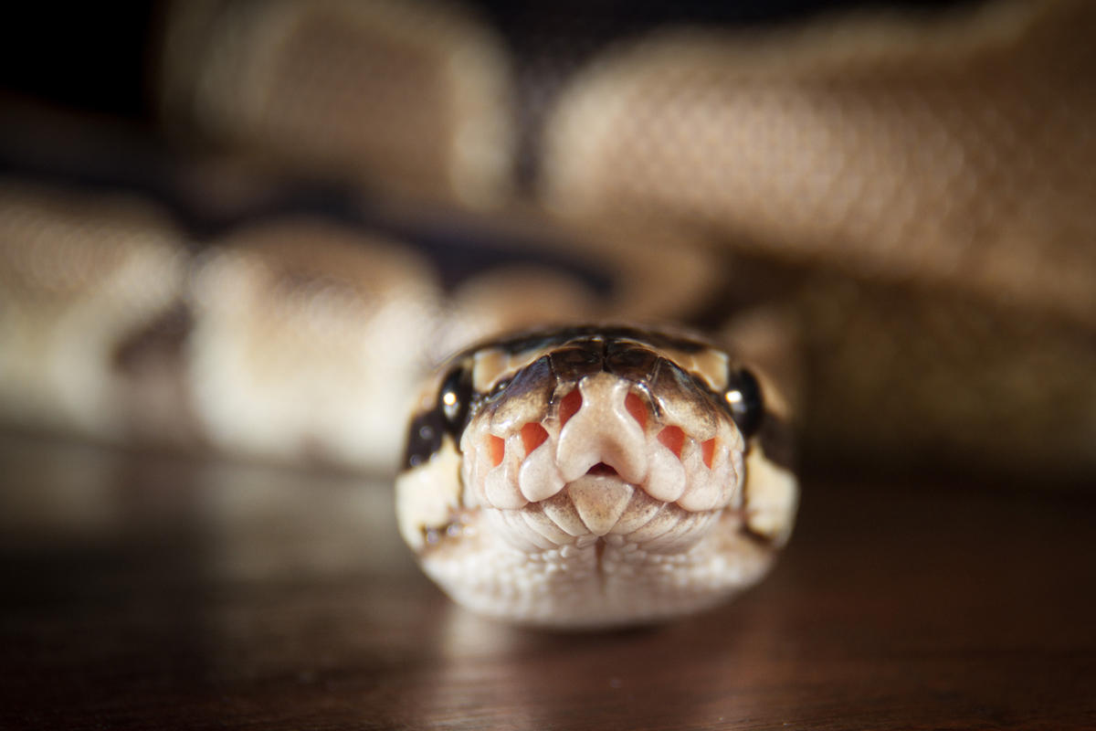 Video tutorial: How Python makes programming simple