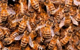 Deploying Docker Compose Services in a Swarm